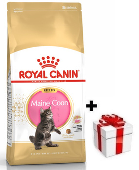 ROYAL CANIN Maine Coon Kitten 10kg + sorpresa per il gatto GRATIS