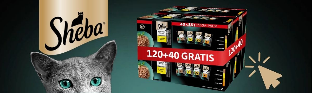 Sheba 120+40 3.11.2025