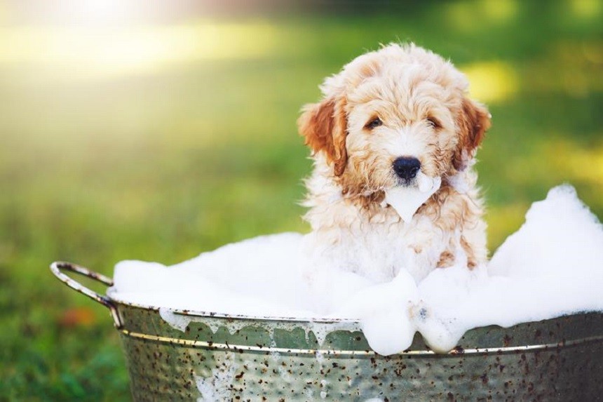 Quando è possibile fare il bagno a un cucciolo e come farlo?