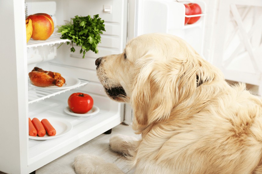 Quale frutta può mangiare il cane e quale deve essere evitata?