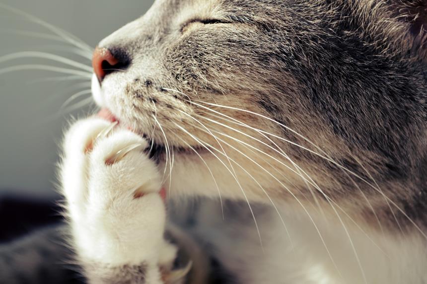 Tagliare gli artigli di un gatto: quando, come e se farlo?