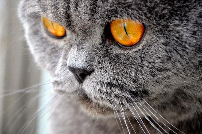 Occhi di Gatto con  purulento  : cosa testimoniano?
