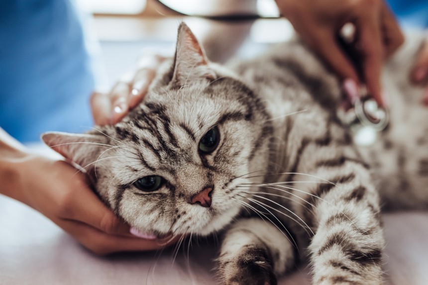 MALATTIA INFIAMMATORIA INTESTINALE NEL GATTO - SINTOMI E TRATTAMENTO DELL'IBD NEL GATTO