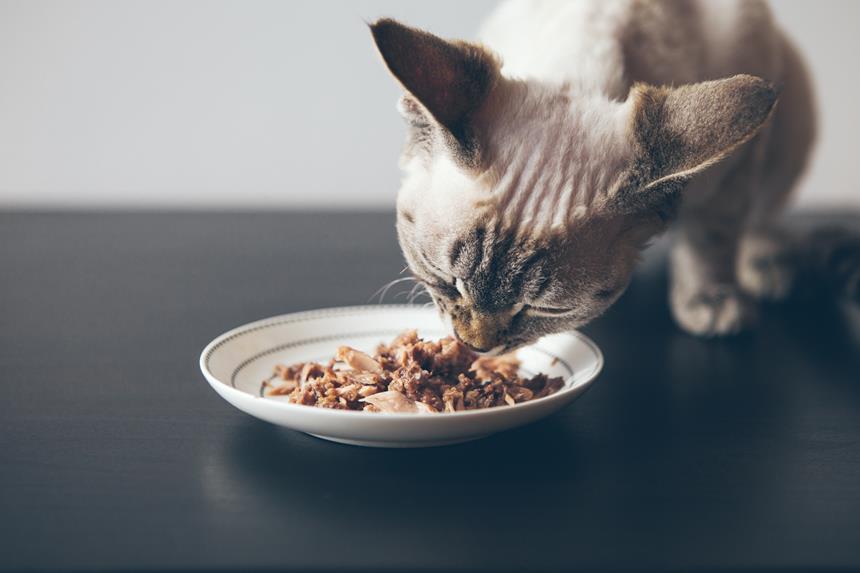 CHE NE DITE DEL POLLO PER IL VOSTRO GATTO? VI DICIAMO COME PREPARARE IL POLLAME PER IL VOSTRO GATTO!