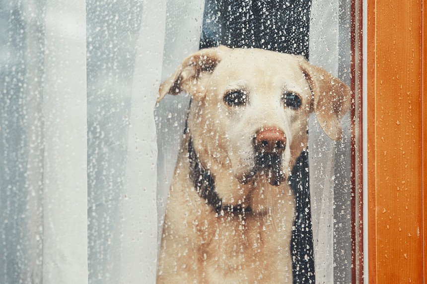 IL VOSTRO CANE HA PAURA DEI TEMPORALI. SCOPRITE COME AIUTARLO