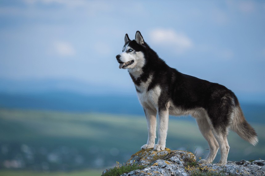 SIBERIAN HUSKY: TUTTO SULLA RAZZA, SEGRETI DELLA TOELETTATURA