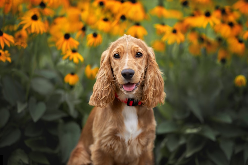 CANE COCKER SPANIEL - UN BIRBANTE CON UN BELLISSIMO ASPETTO. DESCRIZIONE DELLA RAZZA