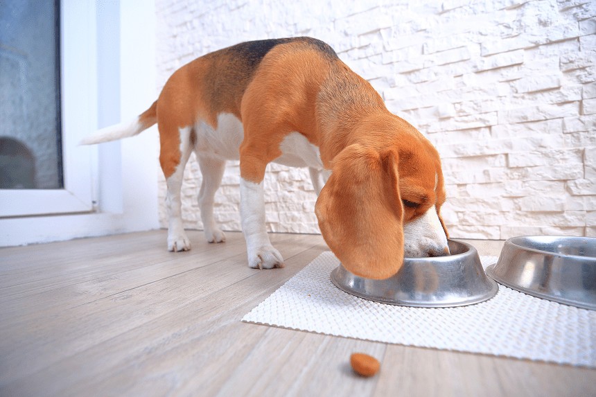 CIBO SECCO O UMIDO PER CANI - COSA DOVREBBE MANGIARE IL VOSTRO CANE?