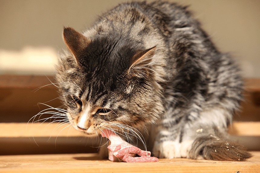 CARNE CRUDA PER IL GATTO - DA DARE O NON DARE? LA CARNE MIGLIORE PER IL VOSTRO GATTO