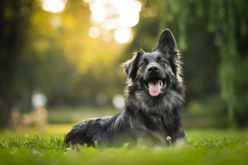 COME CONTROLLARE UN ALLEVATORE DI CANI PRIMA DI ACQUISTARE UN ANIMALE DOMESTICO?