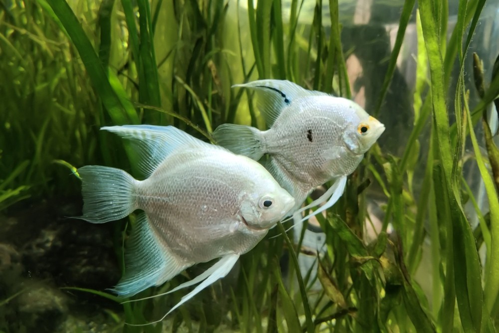 PESCE VELA SCALARE (PTEROPHYLLUM SCALARE) - DESCRIZIONE DELLA SPECIE. COME PREPARARE UN ACQUARIO PER UNO SCALARE?