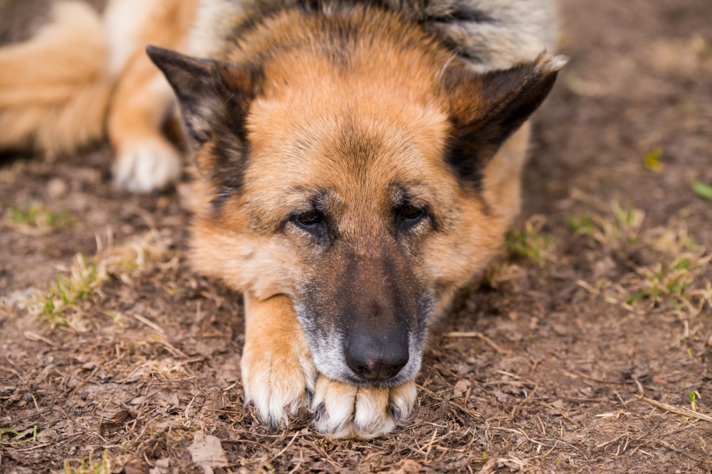 OSTEOARTRITE NEL CANE: COME MINIMIZZARE GLI EFFETTI SPIACEVOLI?