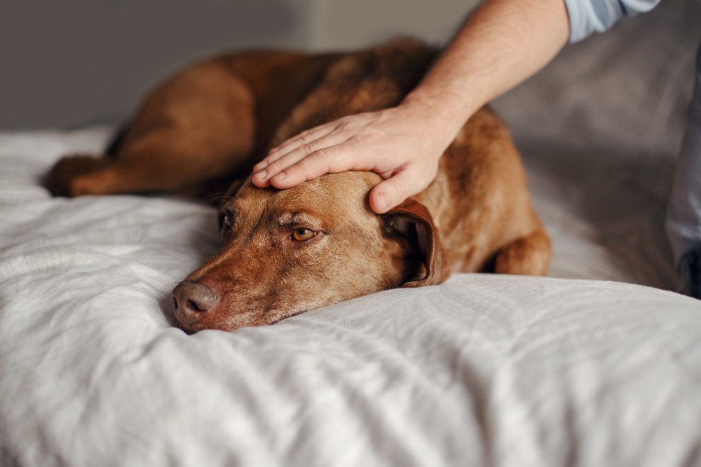 QUANTO SPESSO DEVO SVERMINARE IL MIO CANE E IL MIO CUCCIOLO?