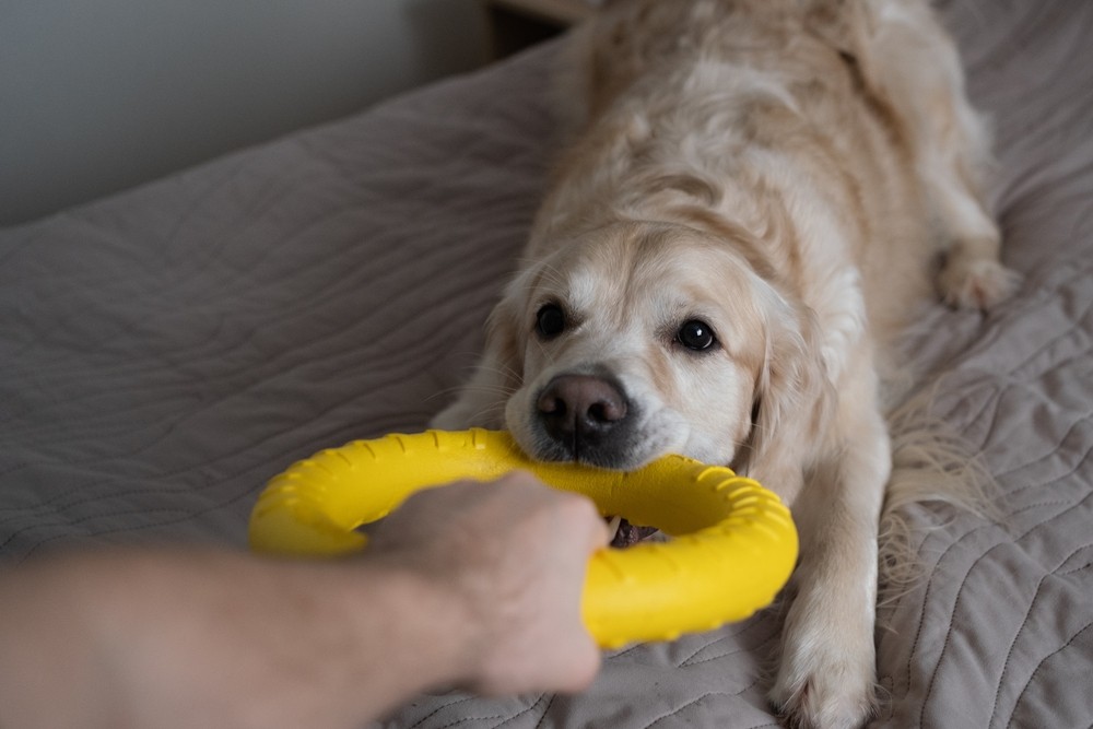 UNA REVISIONE DEI MIGLIORI GIOCATTOLI PER CANI PER TUTTE LE CAPACITÀ