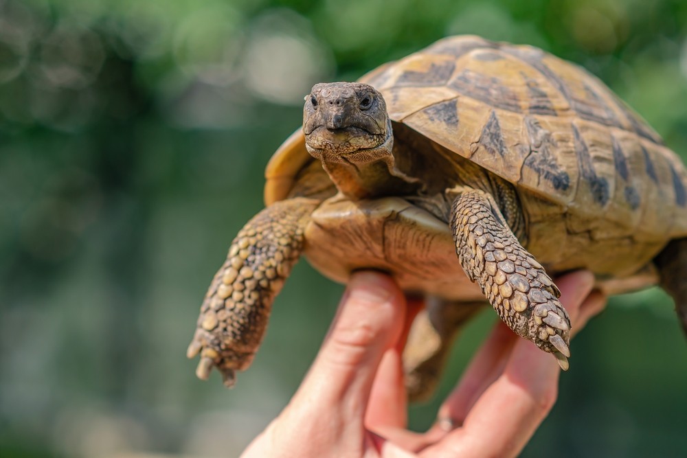 TESTUGGINE GRECA (TESTUDO HERMANNI) -  ALLEVAMENTO,  HABITAT