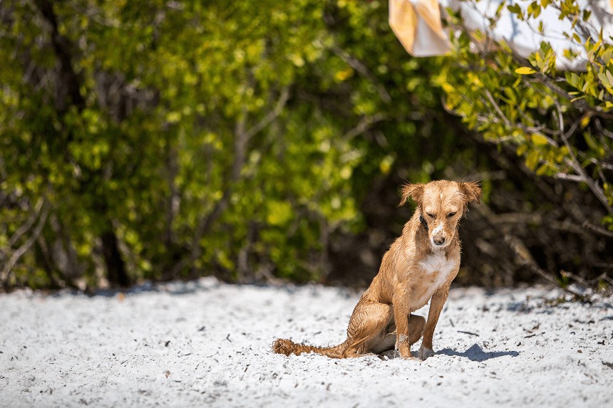 I CANI PIANGONO? LACRIME CANINE CHE ESPRIMONO PIÙ DELLA TRISTEZZA