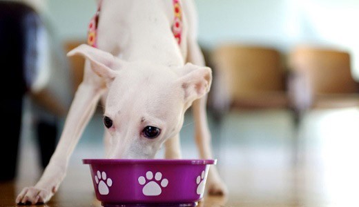 Alimenti veterinari per cani. L'alternativa sana per il vostro animale domestico.