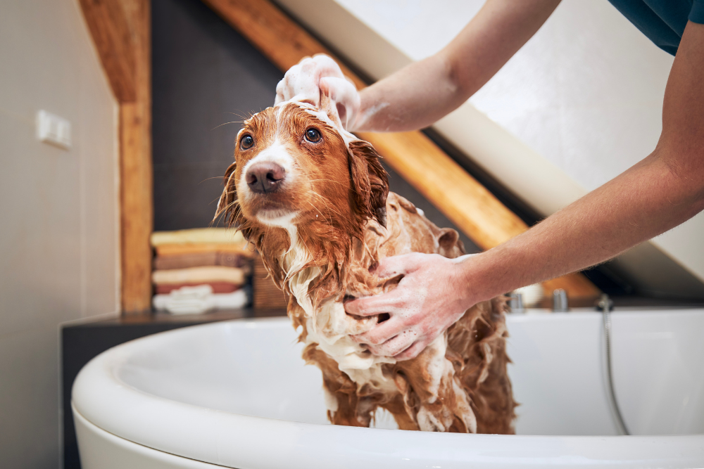 SHAMPOO PER CANI E MALATTIE DEL MANTELLO