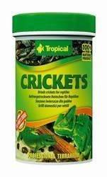 Tropical Crickets 100ml