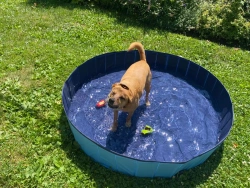 Piscina per cani, 80x20cm