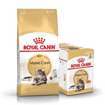 ROYAL CANIN Maine Coon Adulto 10kg + cibo umido GRATIS!